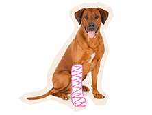 hondenrassen verzekeren