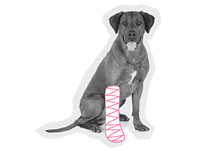 hondenverzekering van InShared