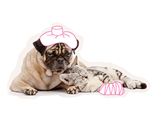 waarom dierenverzekering