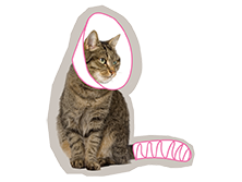 kattenrassen verzekeren