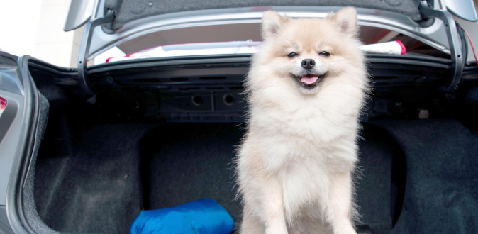 Veilig met uw hond in de auto Veilig met uw hond in de auto